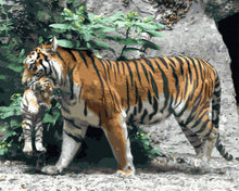 Lade das Bild in den Galerie-Viewer, &quot;Tiger mit Baby&quot; Leinwand Malen nach Zahlen Komplett-Set
